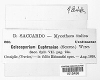Coleosporium tussilaginis image